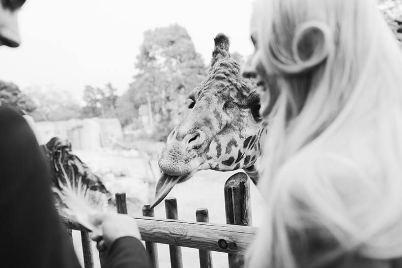 They also got to feed a giraffe, which it pretty much the coolest thing ever.