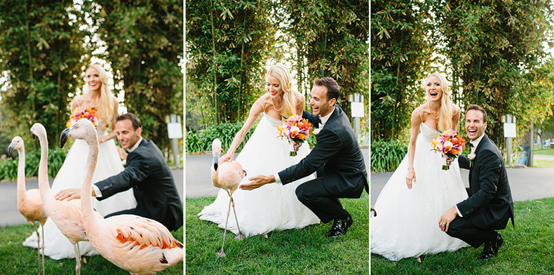 The Bride and Groom got to pet flamingos!