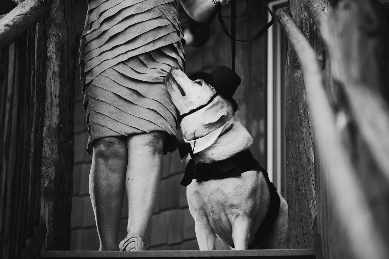 This is a photo of their adorable dog in a tuxedo. He is not super stoked to have to walk down the stairs though.